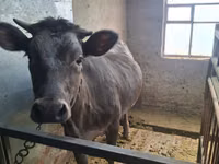 Cow, Swiss cattle — photo 7