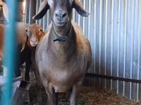 Schaf, Hissar sheep — Foto 2