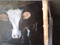 公牛, Russian Black pied cattle — 照片 2