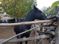 Stute, Nonius horse — Foto 8