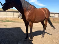 Caballo, Arabian horse — foto 3