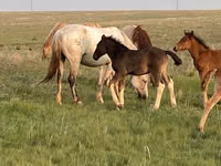 Caballo, Russian Heavy Draft — foto 3