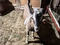 Ziegenbock, Nubian Goat — Foto 2