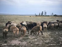 Qoʻchqor, Edilbay sheep — 2-rasm
