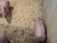 Schweine (Partie, Geschlecht nicht angegeben) — Foto 5