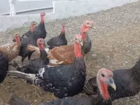 Turkeys — 照片 1