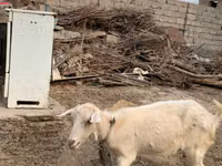 Ziege, Saanen goat — Foto 6
