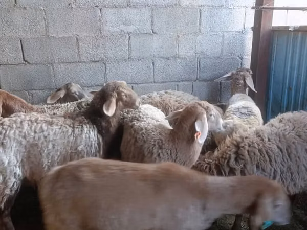 Schaf, Arashan sheep