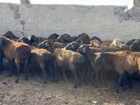 मेढ़ा, भेड़ — फ़ोटो 3
