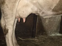 Kuh, Simmental cattle — Foto 3