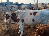 公牛, Cattle — 照片 2