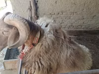 كبش, الأغنام — الصورة 1