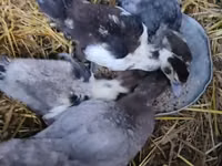 Ducks — الصورة 1
