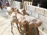 نعجة, Arashan sheep — الصورة 5