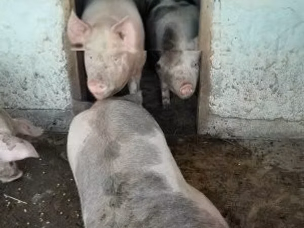 सूअर (लॉट, लिंग निर्दिष्ट नहीं), सूअर