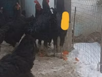 Chickens — photo 2