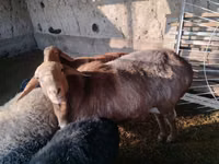 كبش, Edilbay sheep — الصورة 1