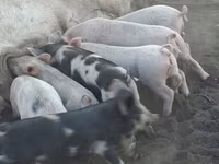 Schweine (Partie, Geschlecht nicht angegeben), Schweine — Foto 3