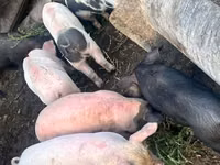 Säue, Schweine — Foto 1