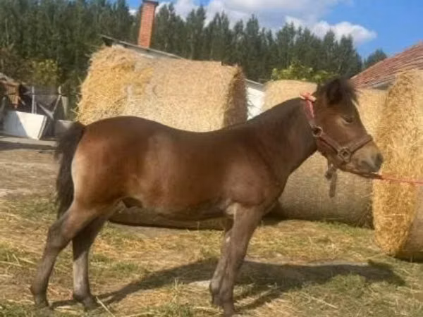 Hengst, Pferde