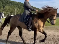 Hengst, Rocky Mountain Horse — Foto 3