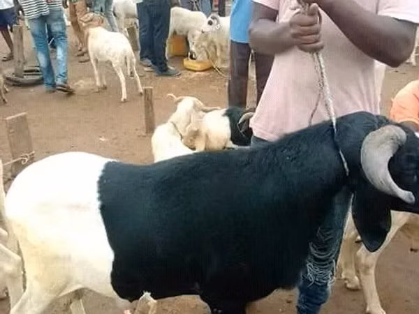 公羊, Sheep
