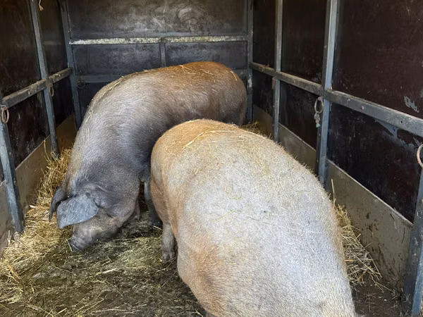 Eber, Schweine