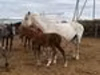 Stute, Horse breed — Foto 4