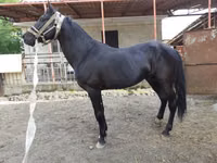 Hengst, Budyonny horse — Foto 4