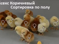Chickens — 7-сурет