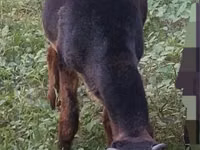 Ziegenbock, Ziegen — Foto 3