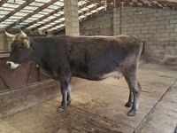 Sigir, Swiss cattle — 4-rasm