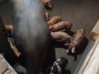 Schweine (Partie, Geschlecht nicht angegeben) — Foto 3