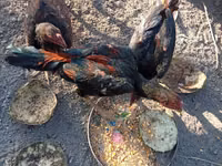 Chickens — Foto 2