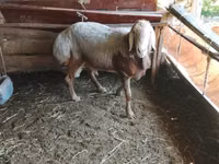 Ram, Arashan sheep — photo 6