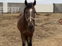 Hengst, Thoroughbred horse — Foto 7