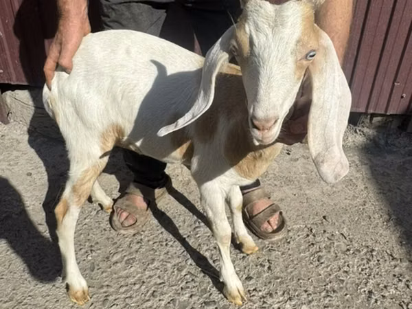 Ziege, Nubian Goat