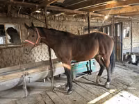 Hengst, Manipuri pony — Foto 3