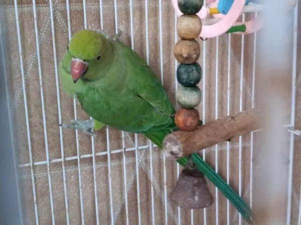Qəfəslə erkəy 200 azn vatsap əlaqə Nimfa (Cockatiel) tutuquşu və qəfəs