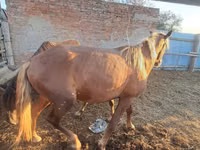 公马, Horse breed — 照片 2