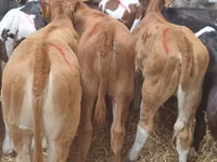 Rinder (Partie, Geschlecht nicht angegeben), Simmental cattle — Foto 7