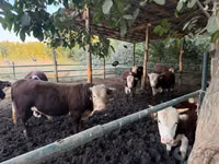 Rinder (Partie, Geschlecht nicht angegeben), Simmental cattle — Foto 2