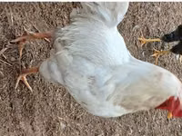 بليموث روك — الصورة 1