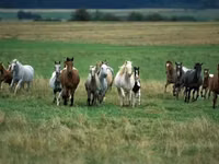 Stute, Horse breed — Foto 2