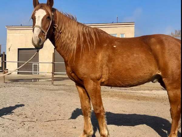 Hengst, Kustanai horse