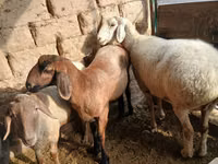 母羊, Sheep — 照片 5
