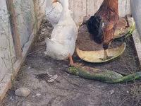 Chickens — 5-сурет
