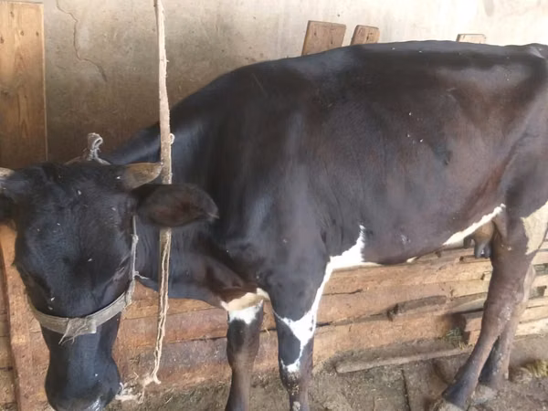 母牛, Russian Black pied cattle — 哈萨克斯坦