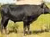 Rinder (Partie, Geschlecht nicht angegeben), Aberdeen-Angus — Foto 4