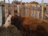 公牛, Cattle — 照片 3